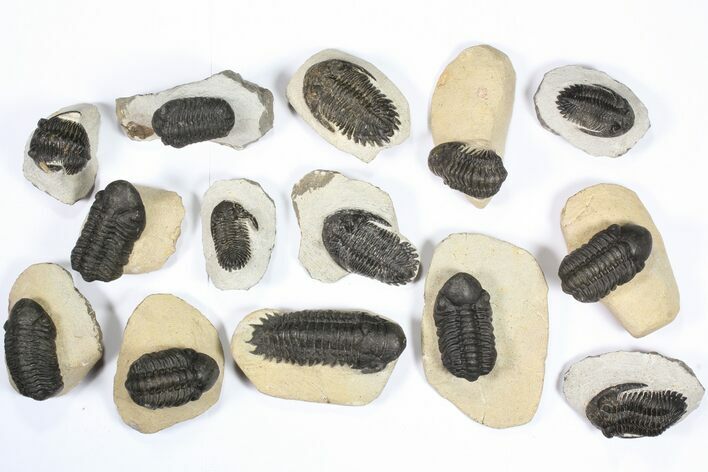 Lot: Assorted Devonian Trilobites - Pieces #79770